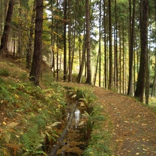 Fern, forest, brooklet