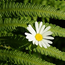 Colourfull Flowers, leaf, Fern, Daisy