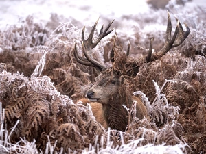 fern, deer, frosty