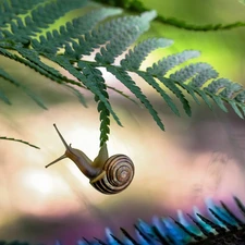 fern, snail, leaf