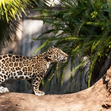 fern, River, Leopards, trees, young