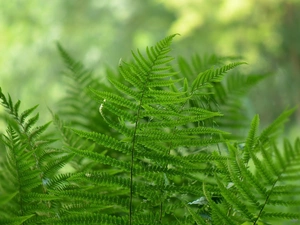 fern