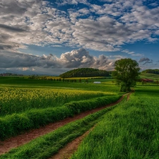 clouds, green ones, field, Way