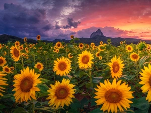 Flowers, Field, clouds, Nice sunflowers