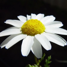 Daisy, pyrethrum