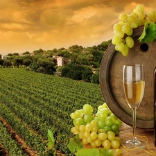 grapes, wine glass, Field, barrel