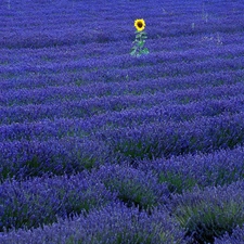 Field, Narrow-Leaf Lavender