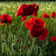 field, Red, papavers