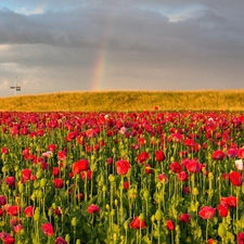 Great Rainbows, papavers, field