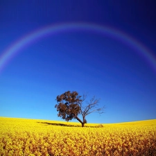 Great Rainbows, trees, Field