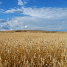 Field, summer, rye