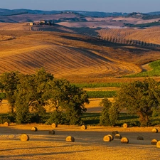 trees, Hill, Tuscany, field, autumn, viewes, Italy