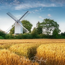 corn, Windmill, viewes, Field, White, trees, summer