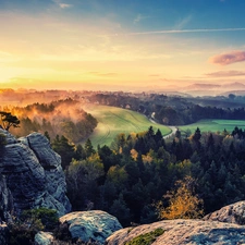 west, forest, field, sun