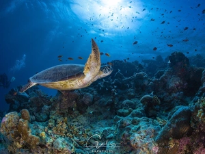 Corals, fish, cay, turtle, sea