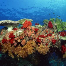 reef, water, fishes, coral