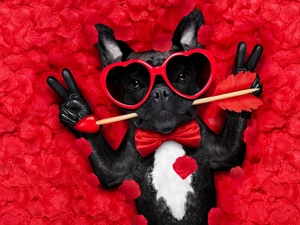 Funny, dog, Arrow, flakes, Glasses, French Bulldog