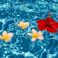 flakes, water, Flowers