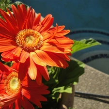 flakes, Orange, gerberas