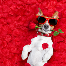 Glasses, Funny, rose, flakes, Jack Russell Terrier