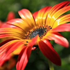 Orange, Gerbera, flakes, Flower