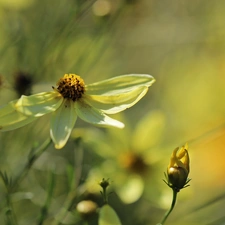 Yellow, flakes, Coreopsis Verticillata, Flowers