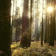 ligh, forest, flash, luminosity, sun, Przebijające