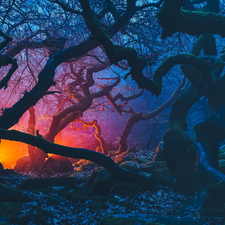 ligh, Derbyshire, forest, flash, trees, England, Peak District National Park, luminosity, sun, viewes