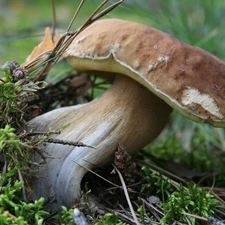 forester, Real mushroom, fleece