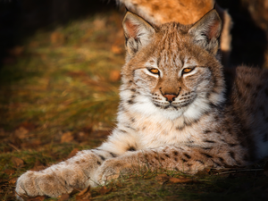 lying, sun, Lynx, Floodlit