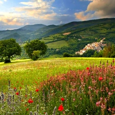 car in the meadow, summer, Floral