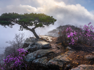 Bush, Fog, trees, Flourished, Rocks, Flowers, pine