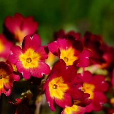 flourishing, Flowers, primrose