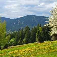 Flowers, woods, trees, Meadow, Mountains, flourishing, Spring