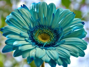 Flower, Gerbera
