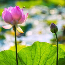 Lotus Flower, leaf, bee, bud