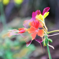 Red, Flower