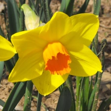 Yellow, Flower