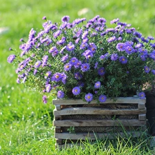 flowerbed, purple, Astra