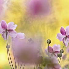 Pink, Anemone Hupehensis, Flowers