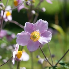 Flowers, anemone