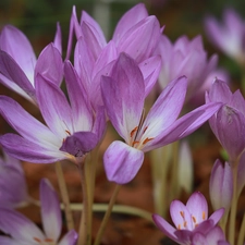 lilac, Flowers, Autumn, crocuses, colchicums