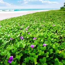 Flowers, sea, Beaches