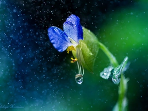 drops, Rain, Colourfull Flowers, Close, blue