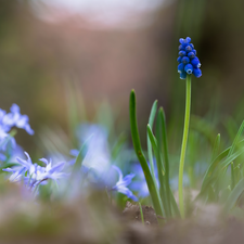 fuzzy, squill, Colourfull Flowers, Muscari, blue