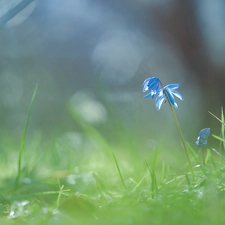 Siberian squill, Colourfull Flowers, grass, blue