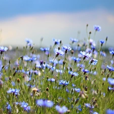 Flowers, cornflowers, Blue