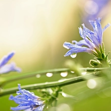 Flowers, endive, Blue