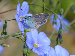 butterfly, Dusky Icarus, Flowers, linen, Blue
