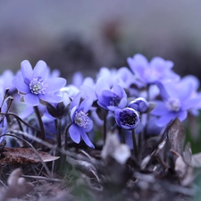 Flowers, Liverworts, Blue